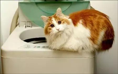 合格的铲屎官要做什么,怎样判断是否是合格的铲屎官