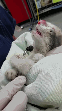 猫咪鼻子化脓像是少了一节,猫咪鼻子肿了而且堵住了