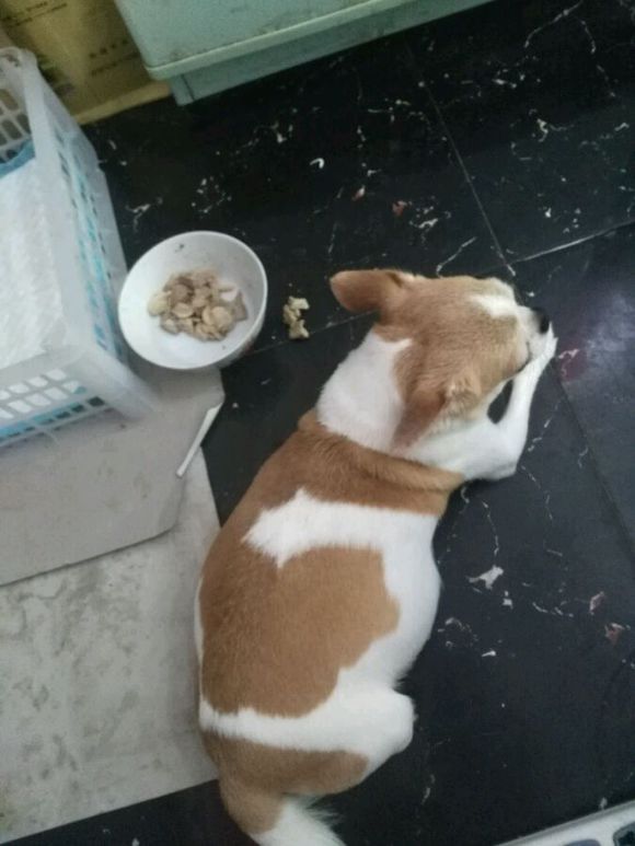 吉娃娃有没有怀孕肚子却很大,吉娃娃第一次来例假就怀孕了