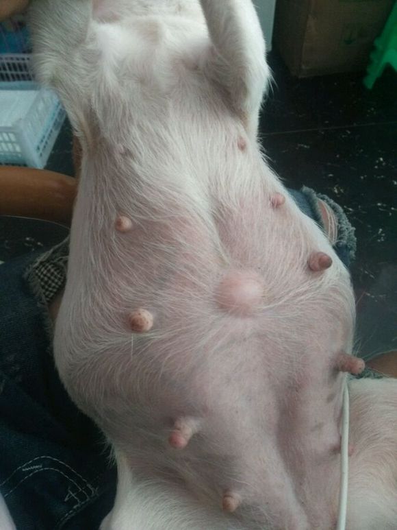 吉娃娃有没有怀孕肚子却很大,吉娃娃第一次来例假就怀孕了