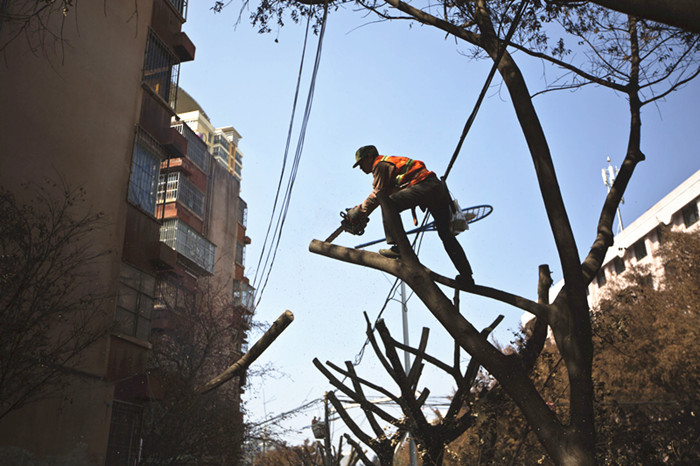 鏄嗘槑缁垮寲杩囧啲,鏄嗘槑鍐讳激澶ф浣滅墿