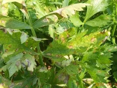 夏季暴雨后这些蔬菜病害不得不防,雨后蔬菜病害怎么管理
