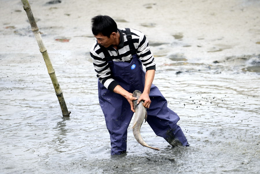 云霄海鲜美食节，干塘激情上演“浑水摸鱼”，女人免费摸