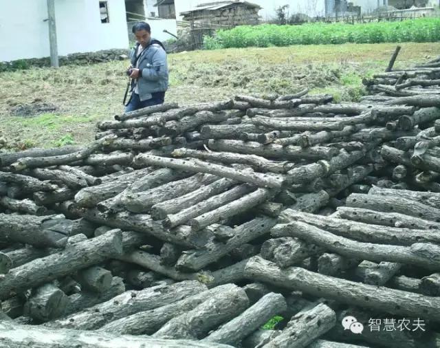 黑木耳种植技术详解,黑木耳种植技术哪里学