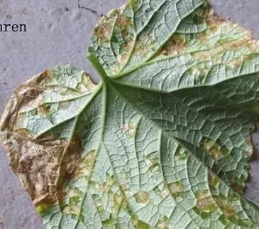 夏季暴雨后这些蔬菜病害不得不防,雨后蔬菜病害怎么管理