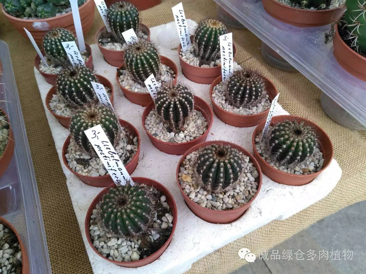 关于逛多肉市场,北方最大的多肉市场