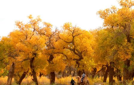 巴楚的旅游景点,巴楚旅游景点大全