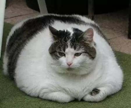 当有人说你胖时如何阴阳回击,别人损你胖怎么回击