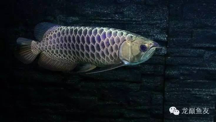 养龙三部曲,你学会了吗?