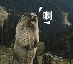 成都未来最大的足球场,成都在建的大型足球场