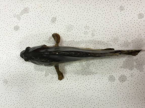 求助|饵料足、管理好，吃食等和正常石斑鱼无异，为什么我的石斑鱼就瘦如柴呢？