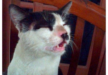 猫咪打喷嚏感冒,猫咪感冒了打喷嚏可以自愈吗