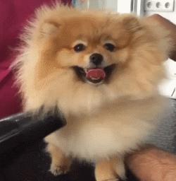 新手在家给狗狗剪毛视频教程全套,干货自己在家怎么给狗狗剪毛