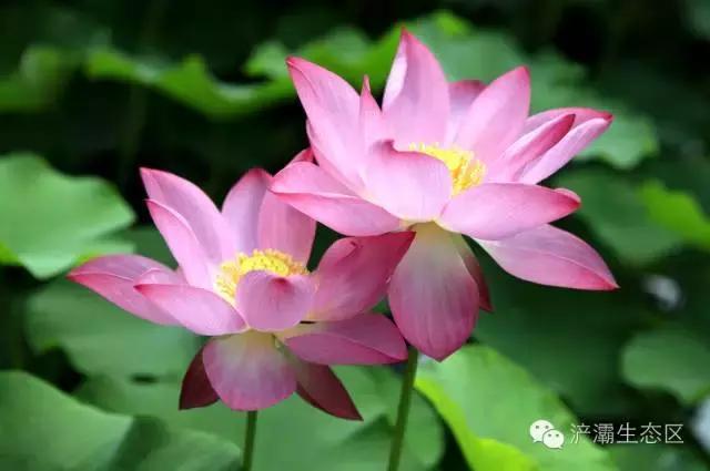 灞岸十里画廊和人山人海saybye~