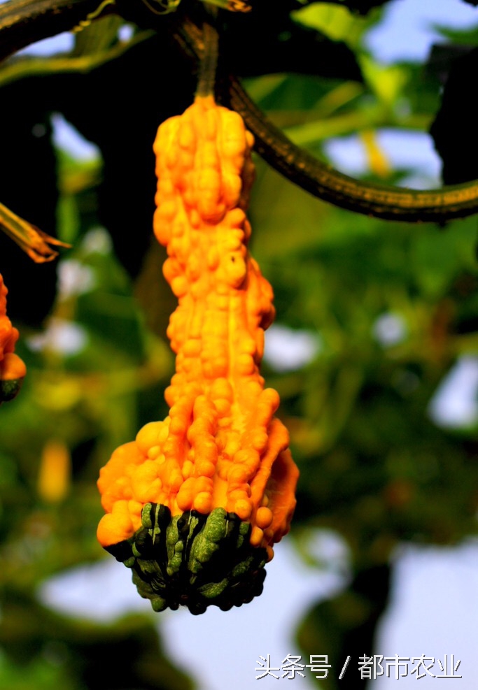 佛祖祝福之瓜——佛手瓜