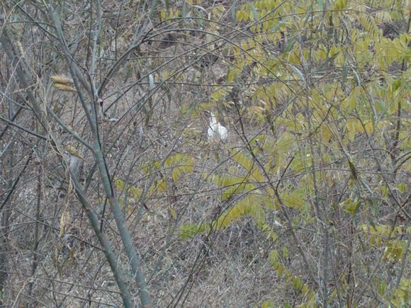 “射鸡”历险记打鸡血然后。