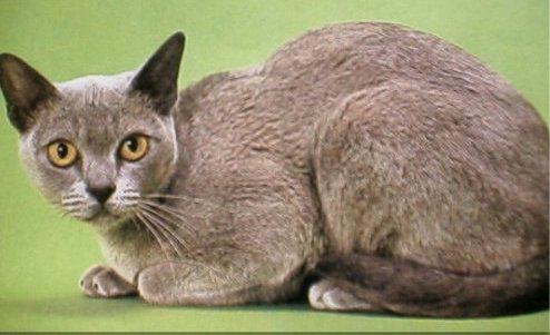 最便宜的宠物猫咪品种图片及价格,哪个品种的猫咪性格最好最温顺