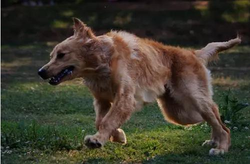 自行车骑行西藏遇狗,骑车被狗追怎么办