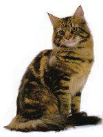 最便宜的宠物猫咪品种图片及价格,哪个品种的猫咪性格最好最温顺