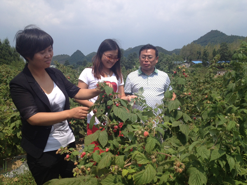 贵阳乌当羊昌树莓基地,贵阳周边树莓基地