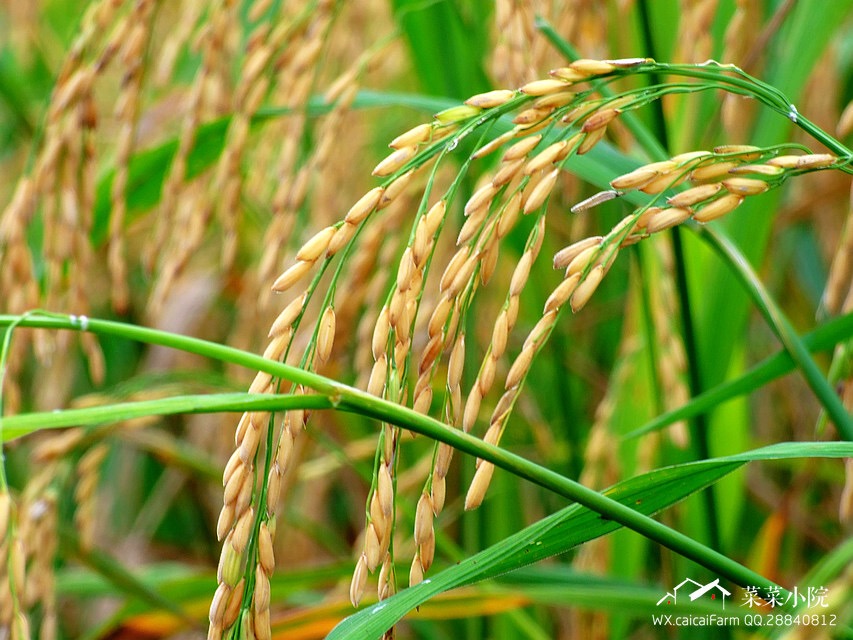 哪里适合隐居过田园生活,唯美的田园隐居生活