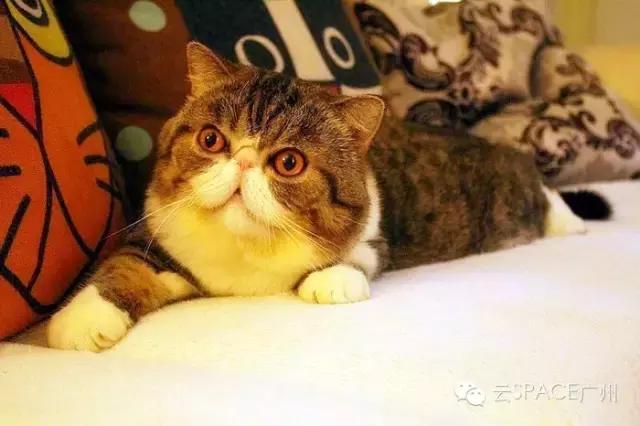 喵星人咖啡厅，治愈你疲惫的心！