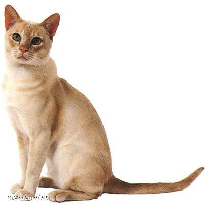 最便宜的宠物猫咪品种图片及价格,哪个品种的猫咪性格最好最温顺