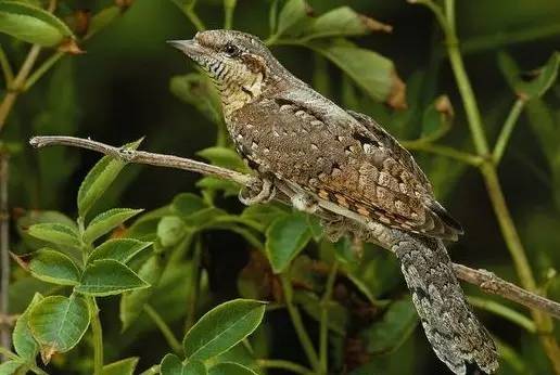 鵟䴕鹡，这些鸟的名字怎么念？