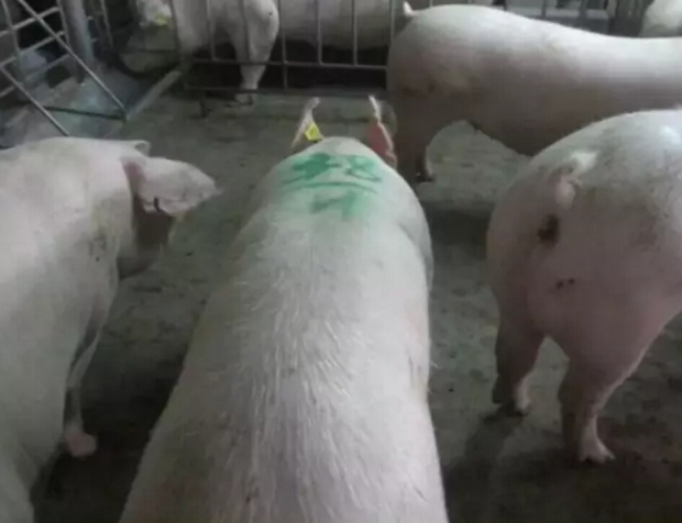 深宫输精“8字”决，好记！