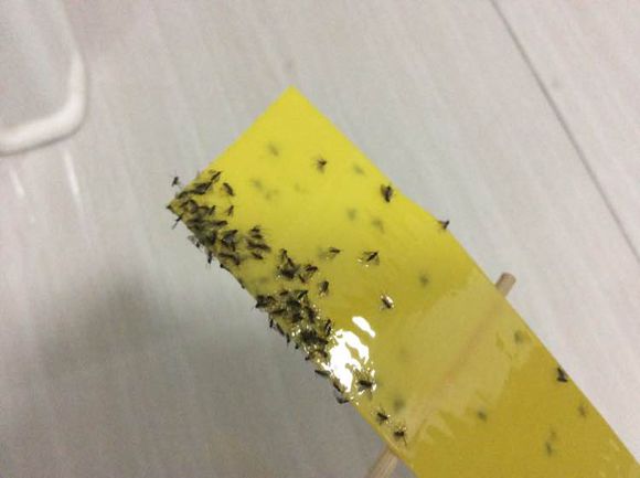 花友在绿萝旁放一些水果,结果满屋子小黑飞