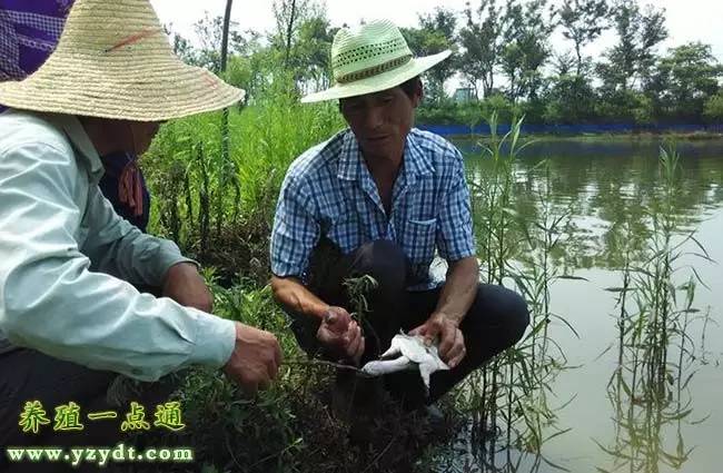 鱼鳖混养省地又省力,外塘龟鳖混养的正确方法
