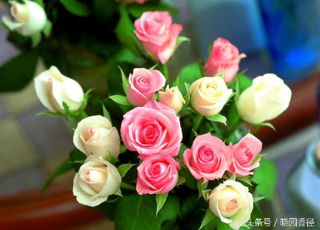你知道七夕的意义吗,七夕节最好看的玫瑰花