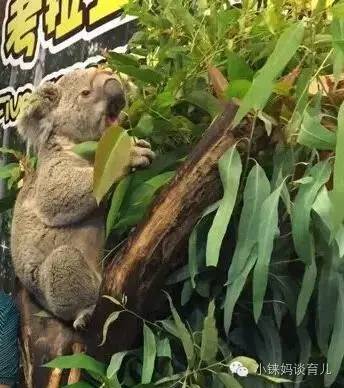 长隆野生动物园攻略亲子游三天,从广州长隆到珠海长隆亲子游攻略