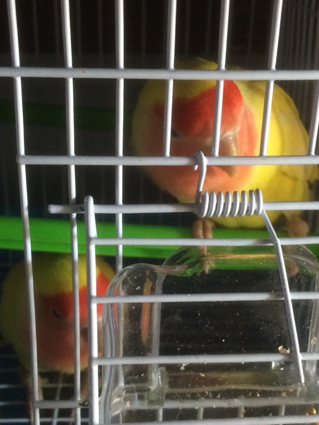 虎皮鹦鹉多少天可以拿出来手养,手养虎皮鹦鹉雏鸟训练教程视频