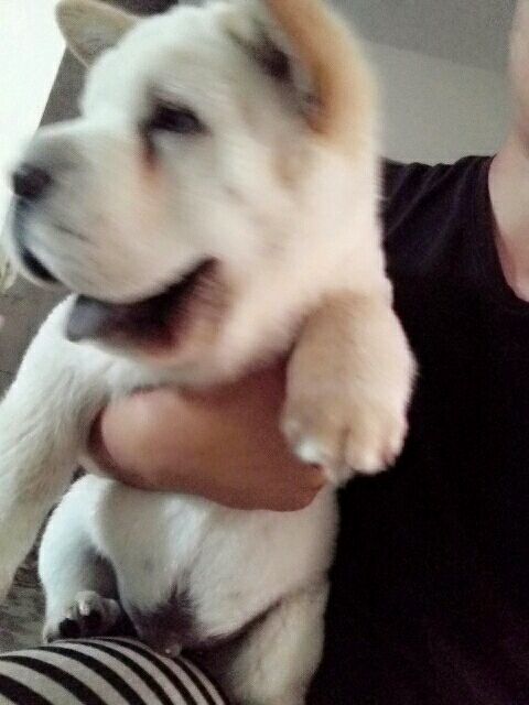 黑松狮长毛和短毛的区别,松狮是长毛的好还是短毛的好