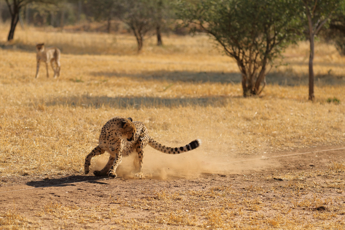 猎豹狂奔与狮子对敌,猎豹奔跑高清震撼视频