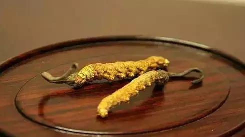 冬虫夏草|冬病夏治——“天下第一草”