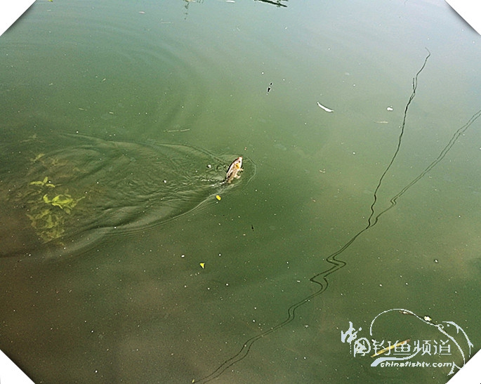 早起的鸟儿有虫吃动画,早起的鸟儿有虫吃故事