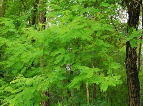 口腔溃疡反复发作一味中药可治愈,哪位老师有口腔溃疡的秘方