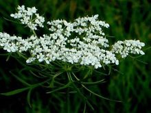 虞娇人凝胶,女性妇科疾病的克星?