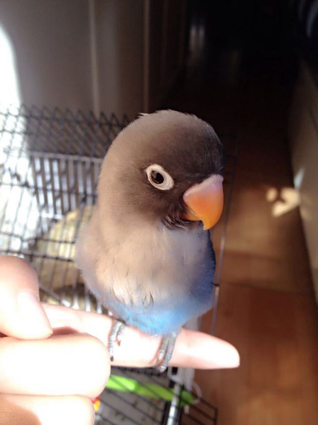 手养鹦鹉突然不吃奶粉是咋回事,虎皮鹦鹉多少天可以拿出来手养