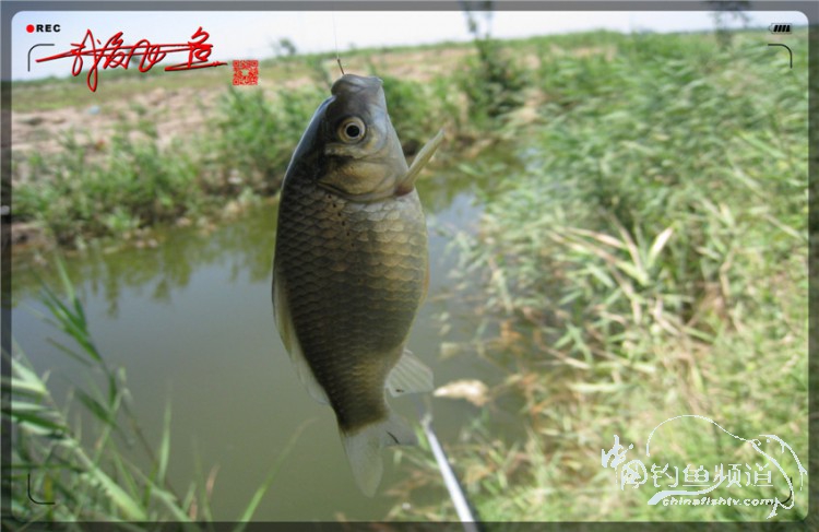 户外野钓小河沟七星鱼,鲫鱼野钓小河沟