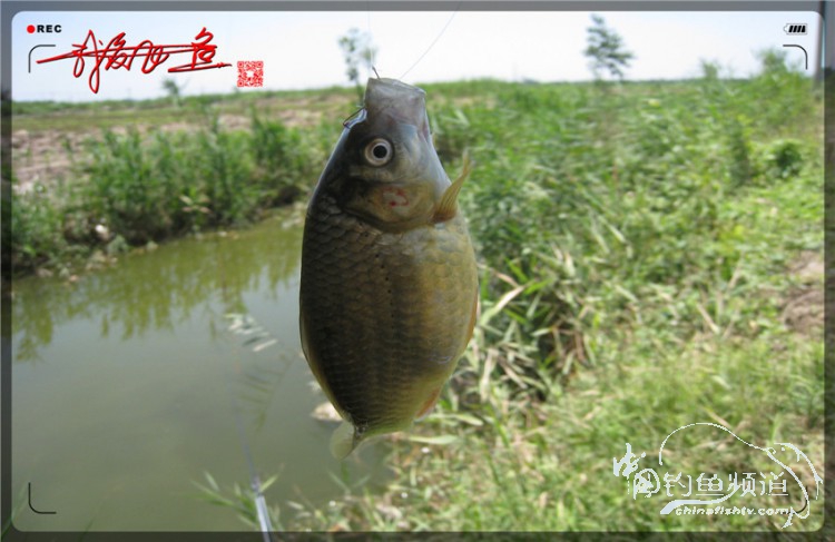 户外野钓小河沟七星鱼,鲫鱼野钓小河沟