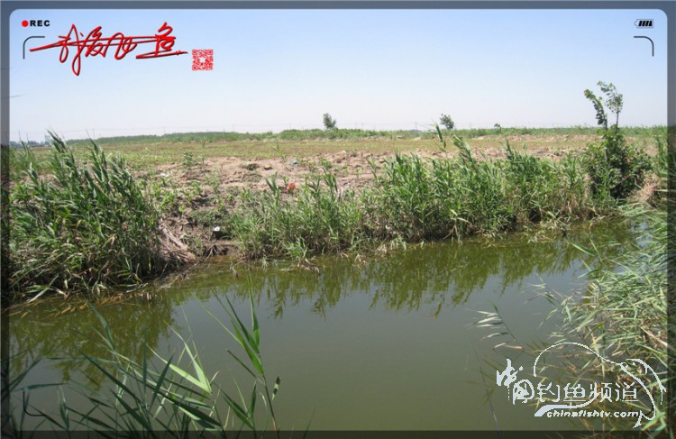 户外野钓小河沟七星鱼,鲫鱼野钓小河沟