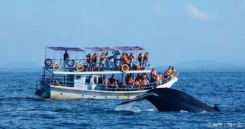 斯里兰卡观鲸船,斯里兰卡观鲸地点