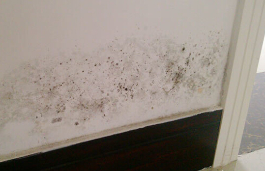 北方墙体发霉如何处理,下雨导致墙体渗水发霉怎么解决