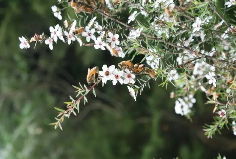 老中医蜂蜜系列,老中医生姜蜂蜜