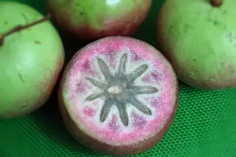 牛奶果不结果怎么回事,牛奶起奶皮子怎么回事