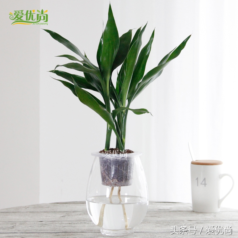 超实用水培植物怎么养,最适合懒人养的4种水培植物