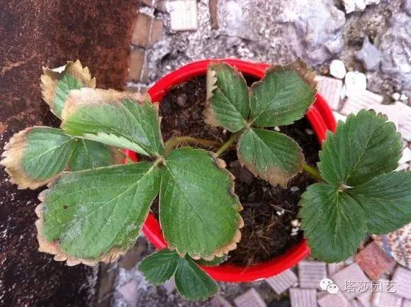 烧苗怎么挽救最好,烧苗的补救措施是